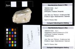 Foto (Objekt + Etiketten) von Paragalathea crenarvina (Robins et al., 2016) 